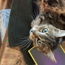 CatFinders